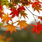 fall