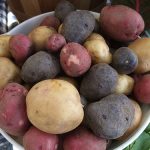 Red, Blue, and Gold Potatoes