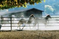 THE ALISAL GUEST RANCH & RESORT