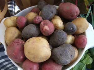 Red, Blue, and Gold Potatoes