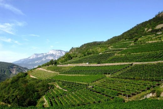 Mezzacorona Vineyards, Italy