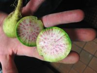 Watermelon Radish as used by Chef Aaron Anderson at Harlow's