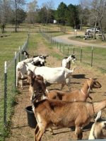 Goats of Stone Hollow Farm