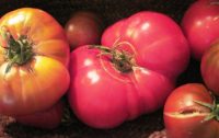 Burrata Cheese with Heirloom Tomatoes