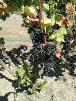 Zinfandel grape clusters