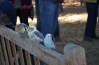 Little birdies at Alisal Ranch