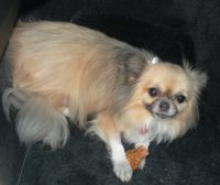 Lucy enjoying her Cinnamon Oat Doggie Bone