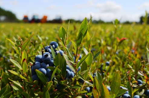 Wild Blueberries in the barrens