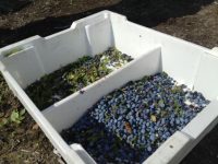 Hand-raked wild blueberries