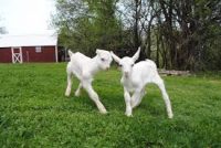 Farm Sanctuary goats