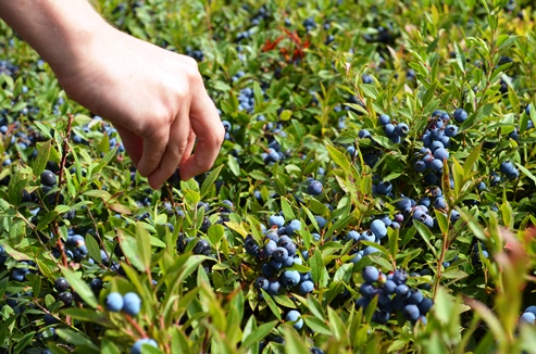 Picking a few Wild Blueberries