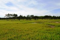 The Wild Blueberry barrens in Maine