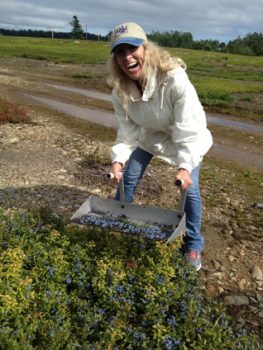 hand-raking the wild blueberries on Merrill Farms