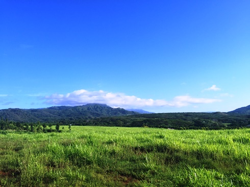 Lush fields of Kauai