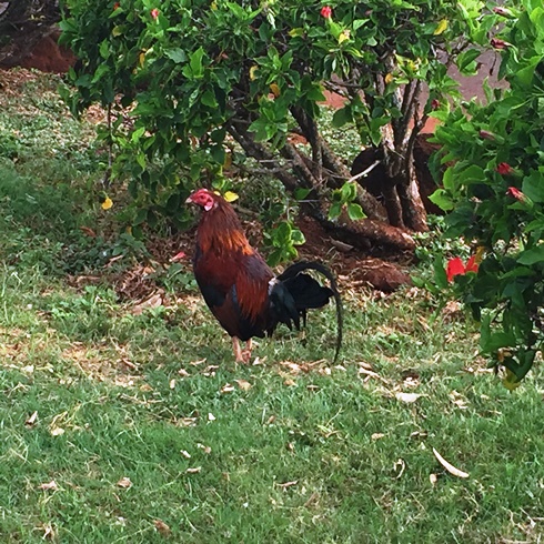 Rooster on Kauai
