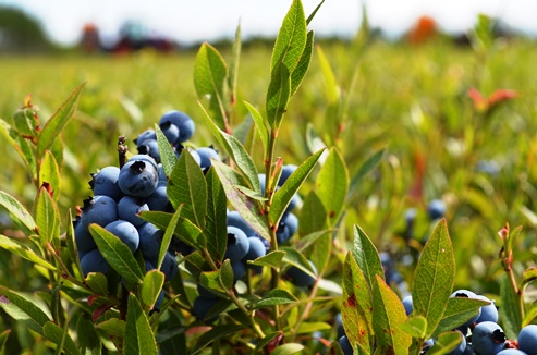 Wild Blueberries in Maine barrens