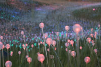 Field of Light