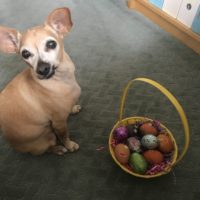 Pet treats, Easter eggs!