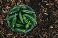 Green Chiles for Green Chile Casserole