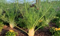 Fresh fennel for Cold Poached Shrimp